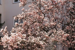 Frühlingsblüte 2020